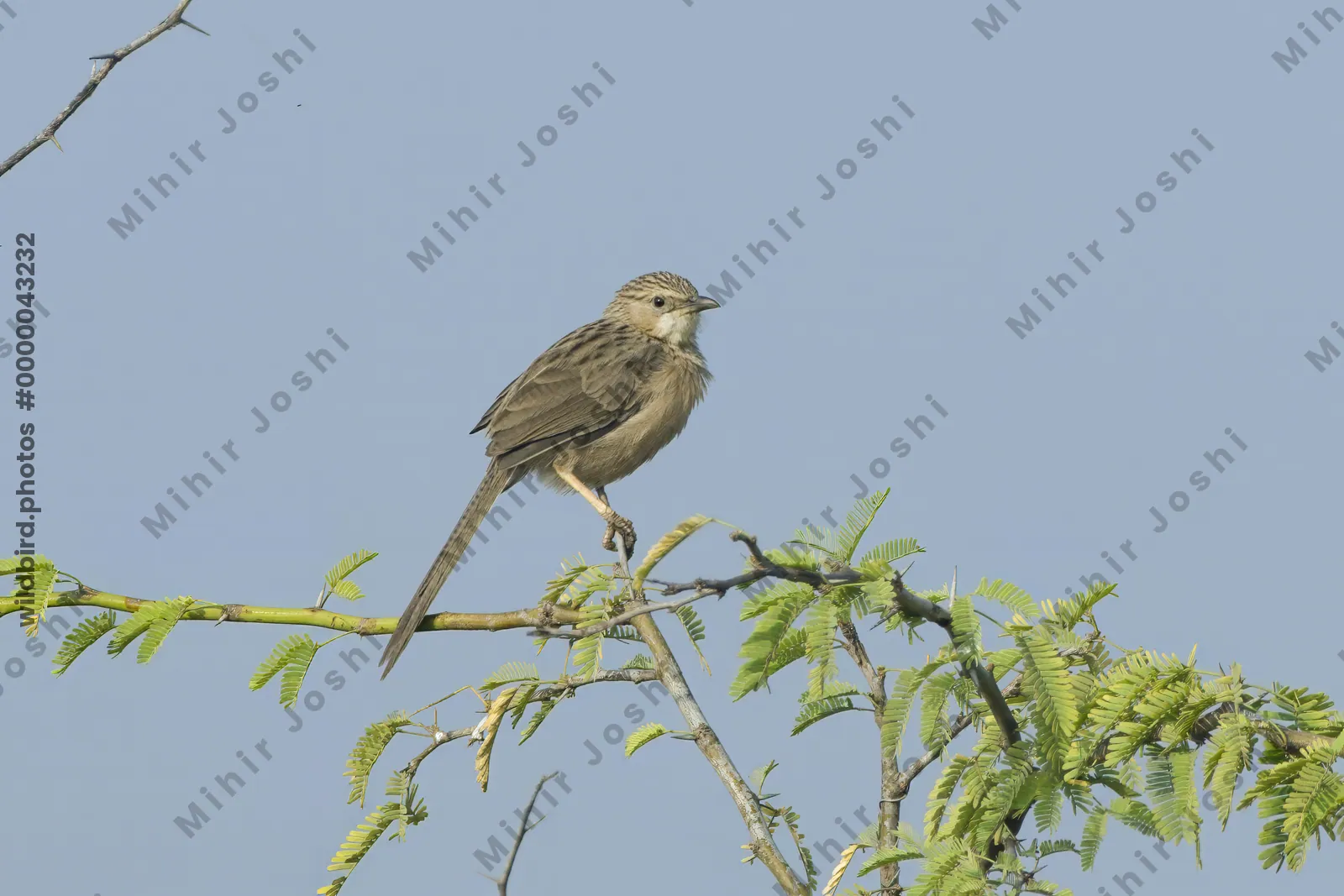 Common babbler perching on a green branch at Velavadar National Park India