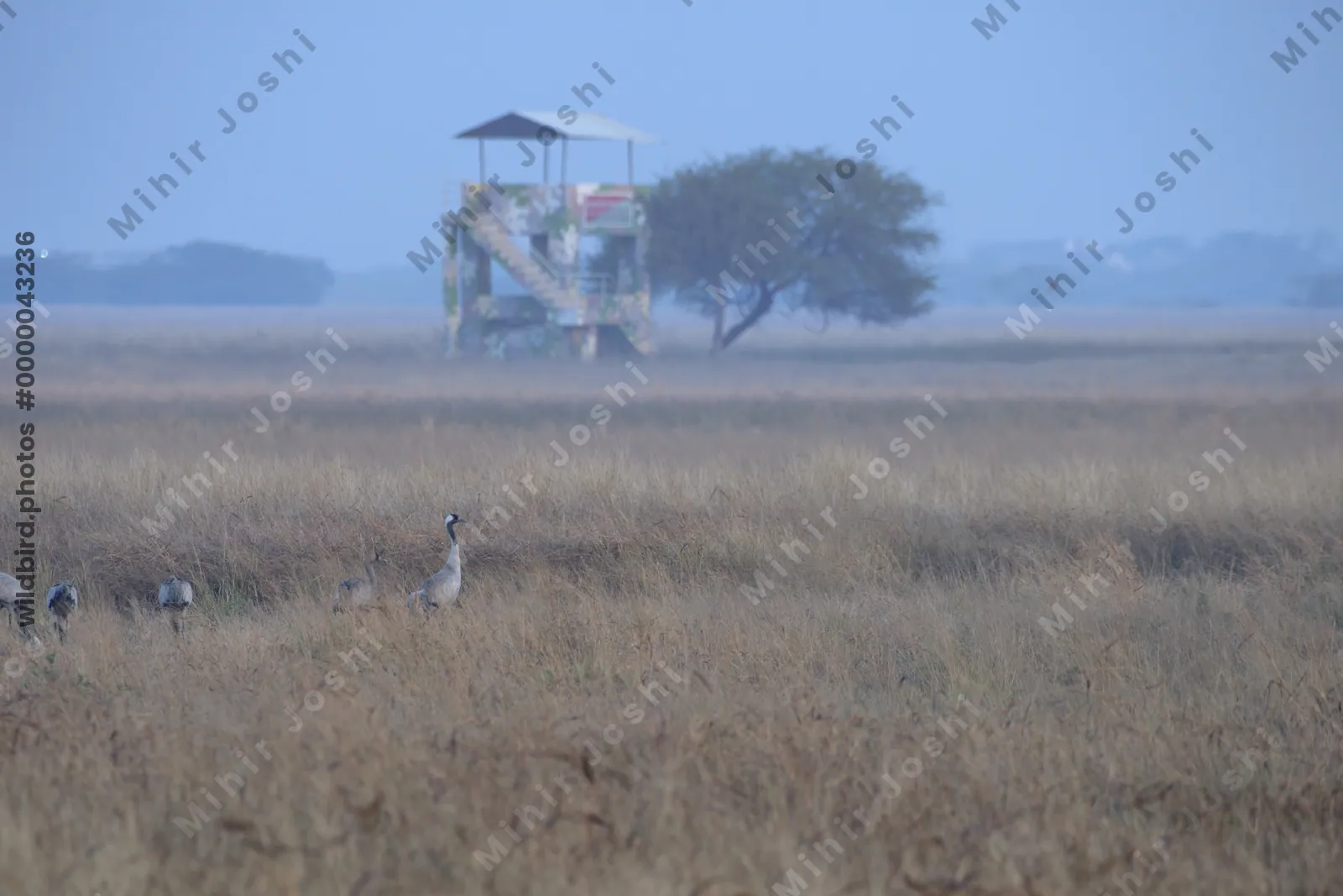 Cranes in Grassland with Watchtower at Velavadar National Park India