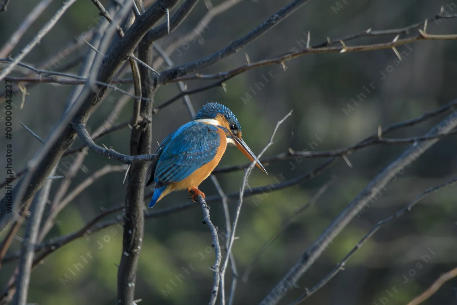 Common Kingfisher Perched on Thorny Branch in Velavadar National Park India