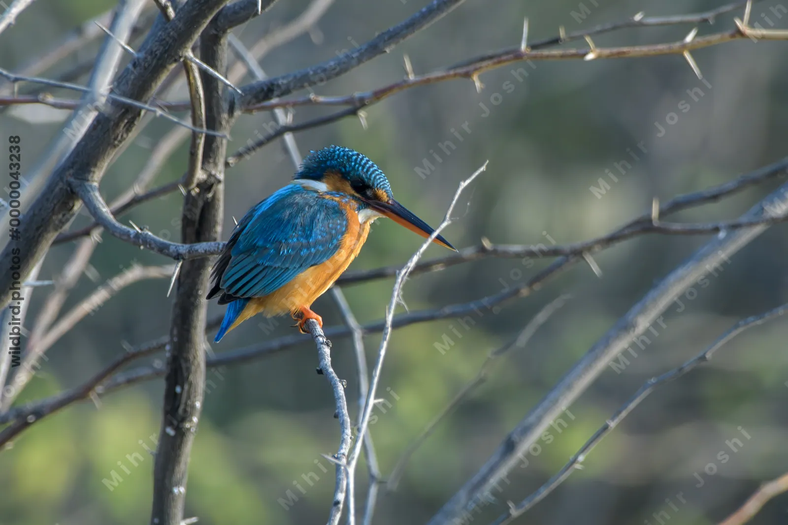 Common Kingfisher Alcedo atthis Perched on Thorny Branch at Velavadar India