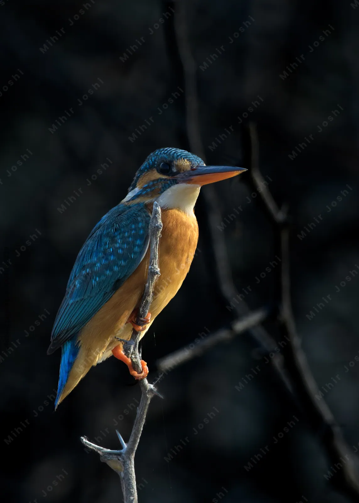 Common Kingfisher perched on a branch at Velavadar National Park India