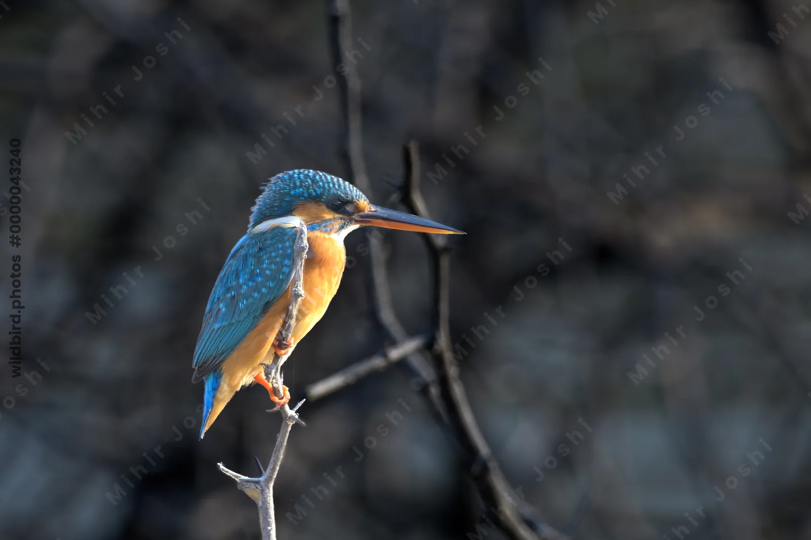 Common Kingfisher perching on a branch in Velavadar National Park, India