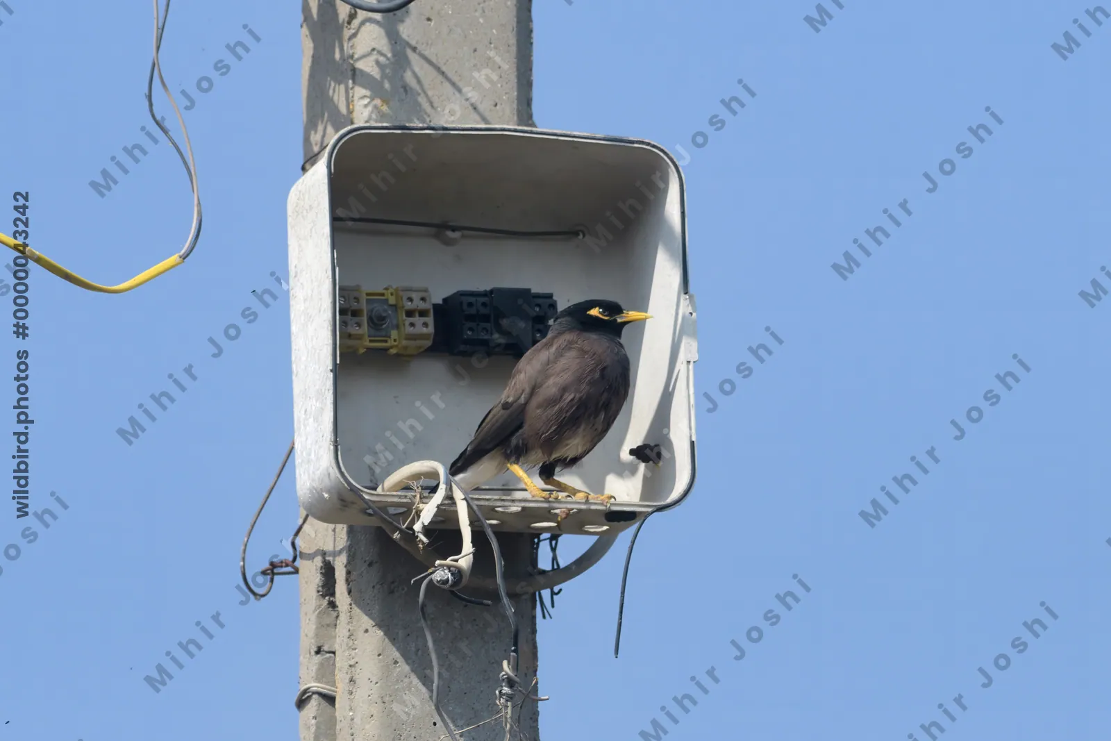 Common Myna Perched Inside Electrical Box on Pole in Velavadar India