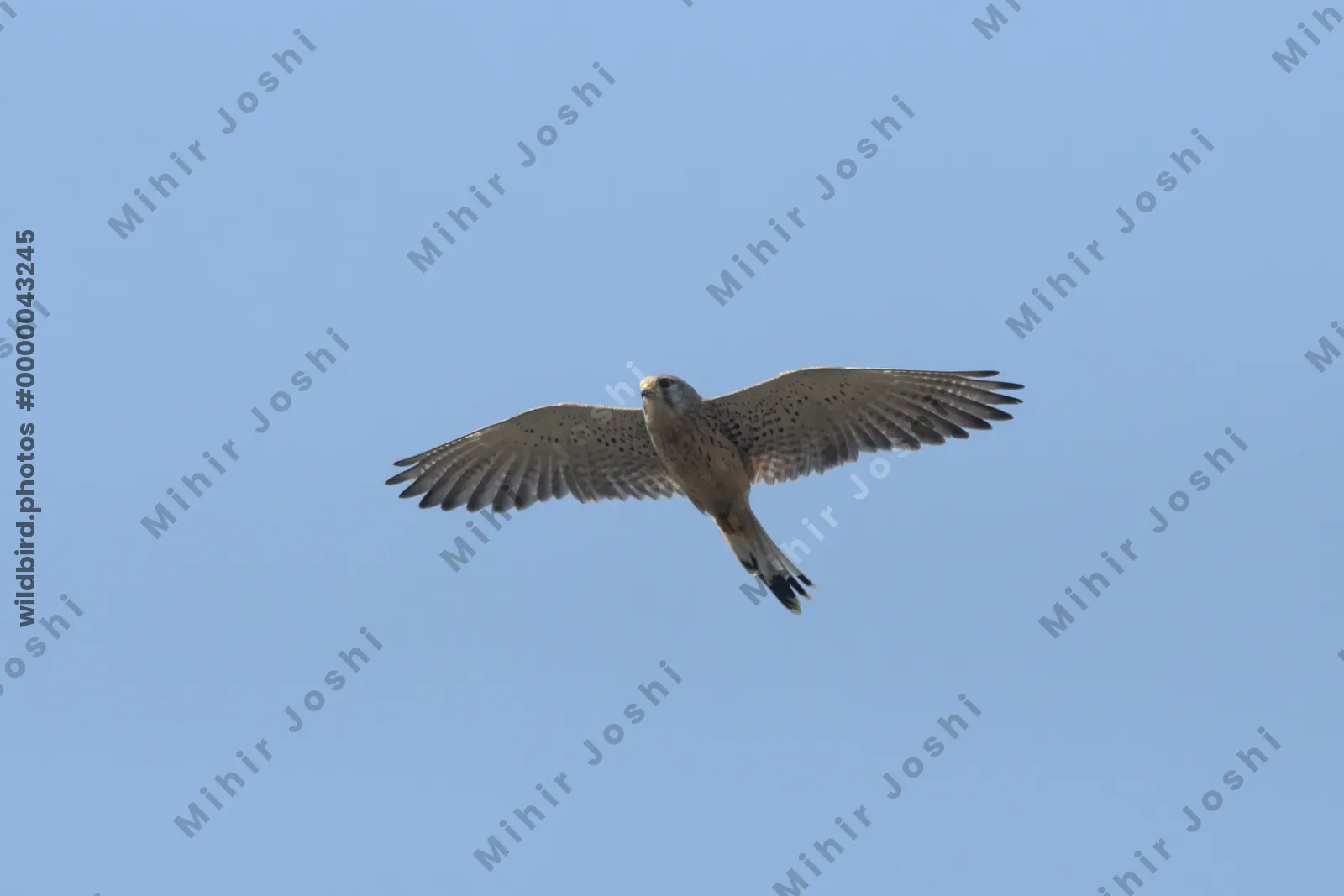 Eurasian kestrel flying high in the blue sky over Velavadar National Park