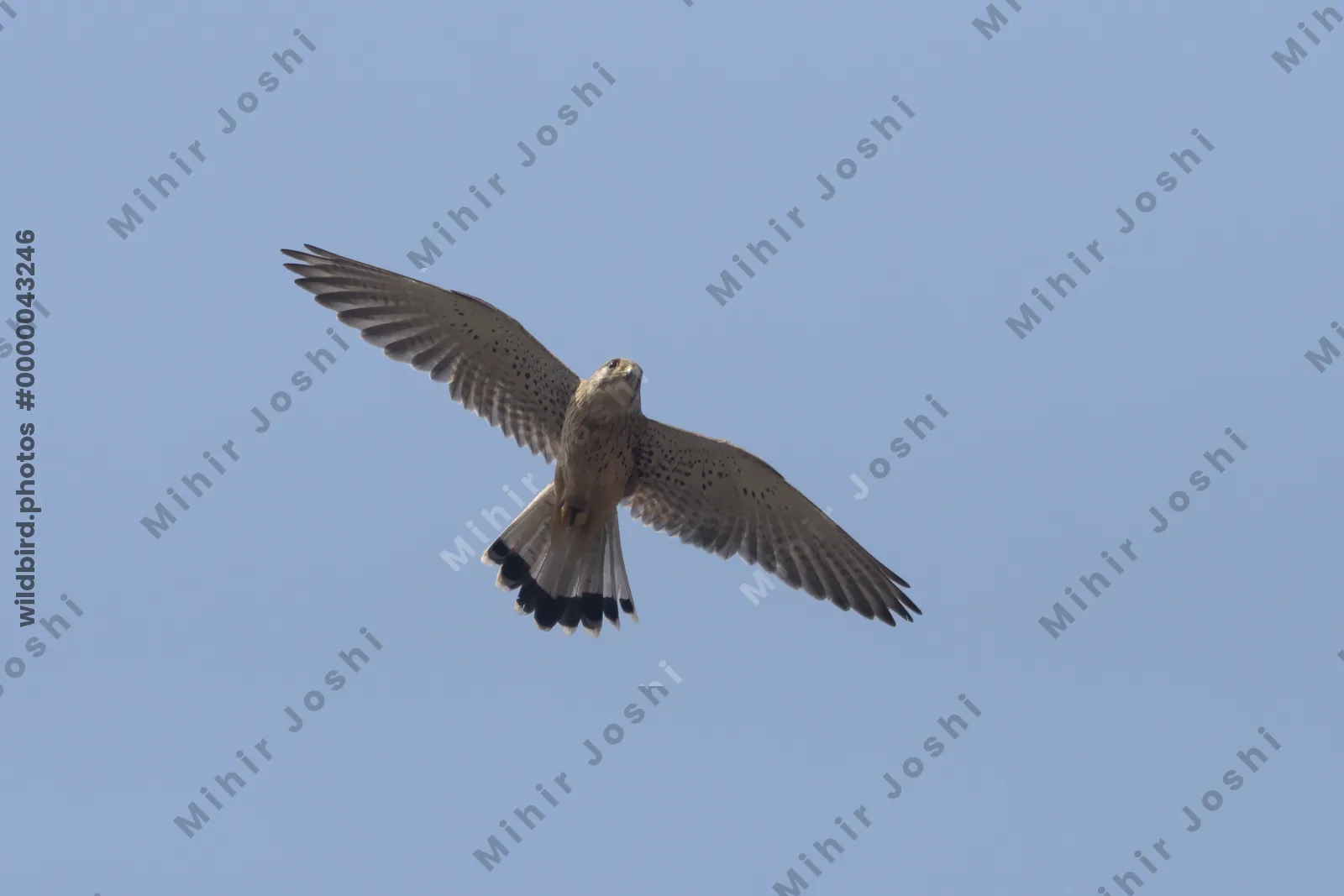 Eurasian kestrel flying against blue sky in Velavadar National Park India