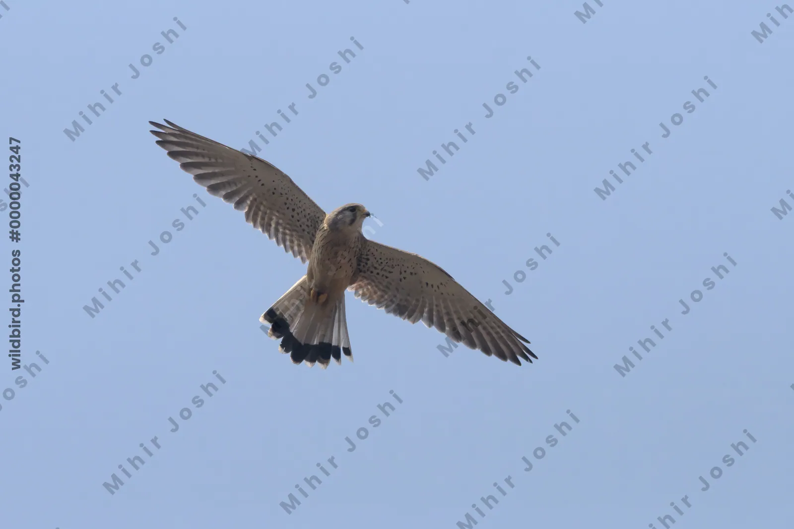 Eurasian kestrel Falco tinnunculus flying against the sky in Velavadar