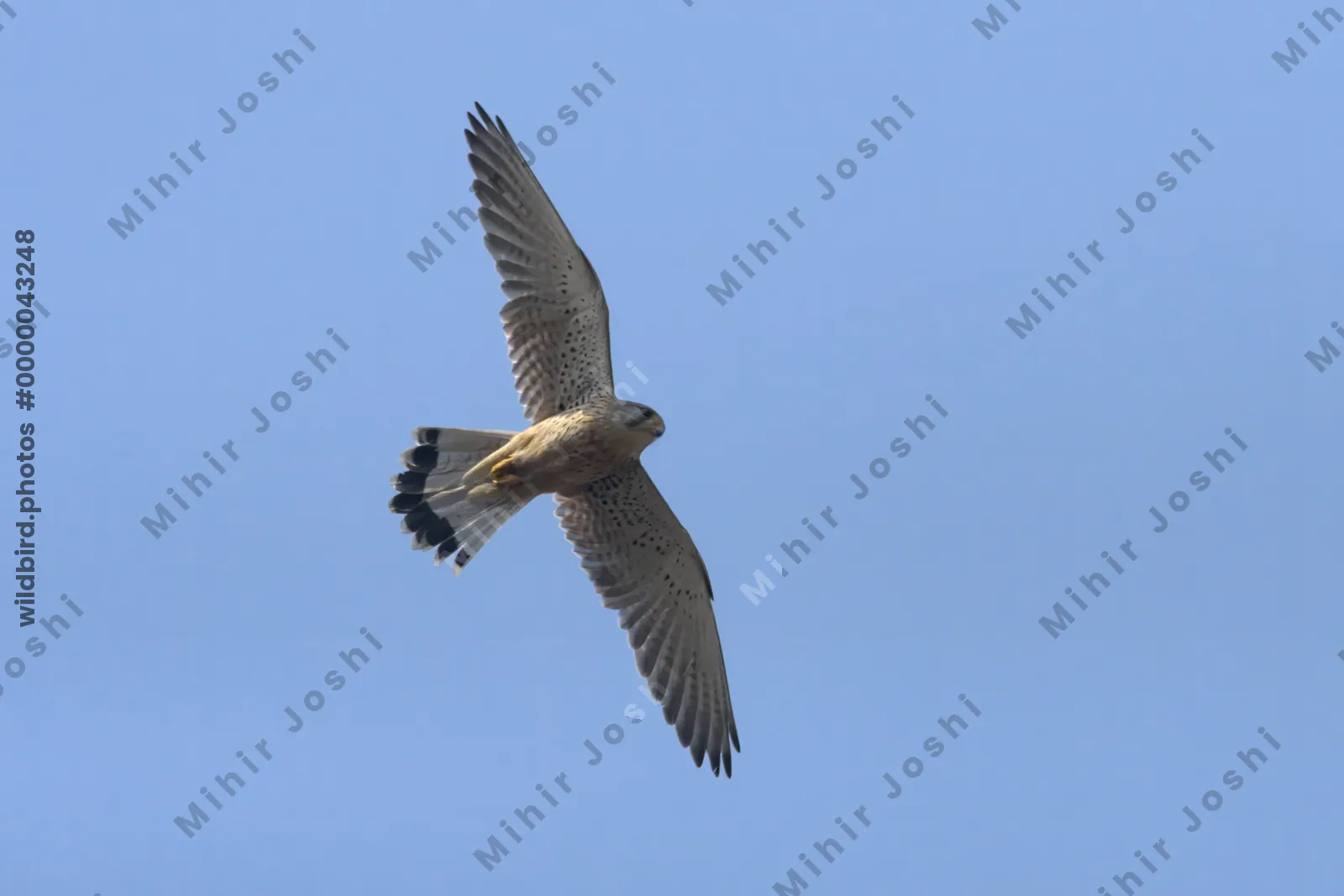 Eurasian kestrel Falco tinnunculus flying at Velavadar National Park India