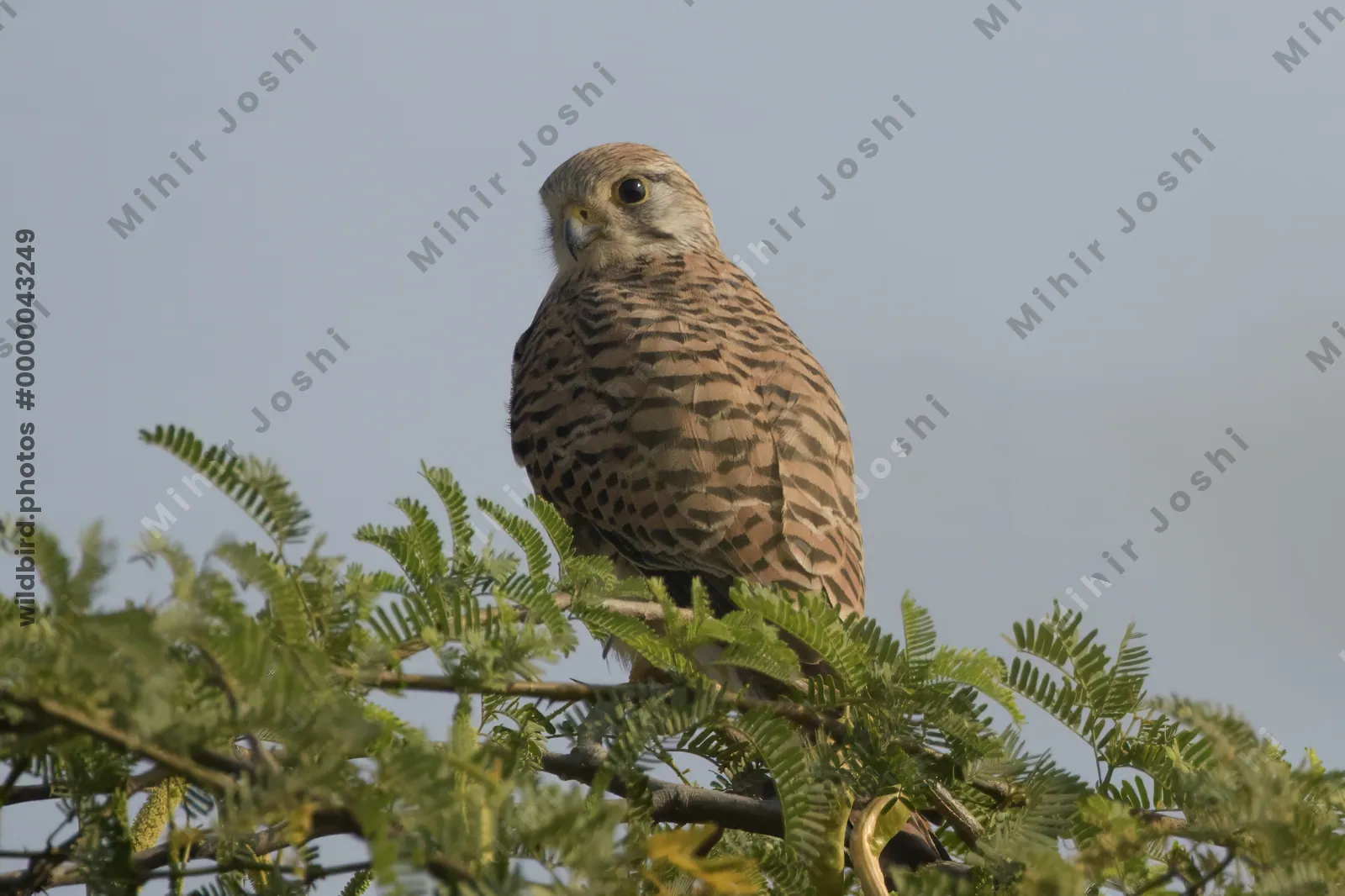 Common Kestrel Perched on a Tree in Velavadar National Park India
