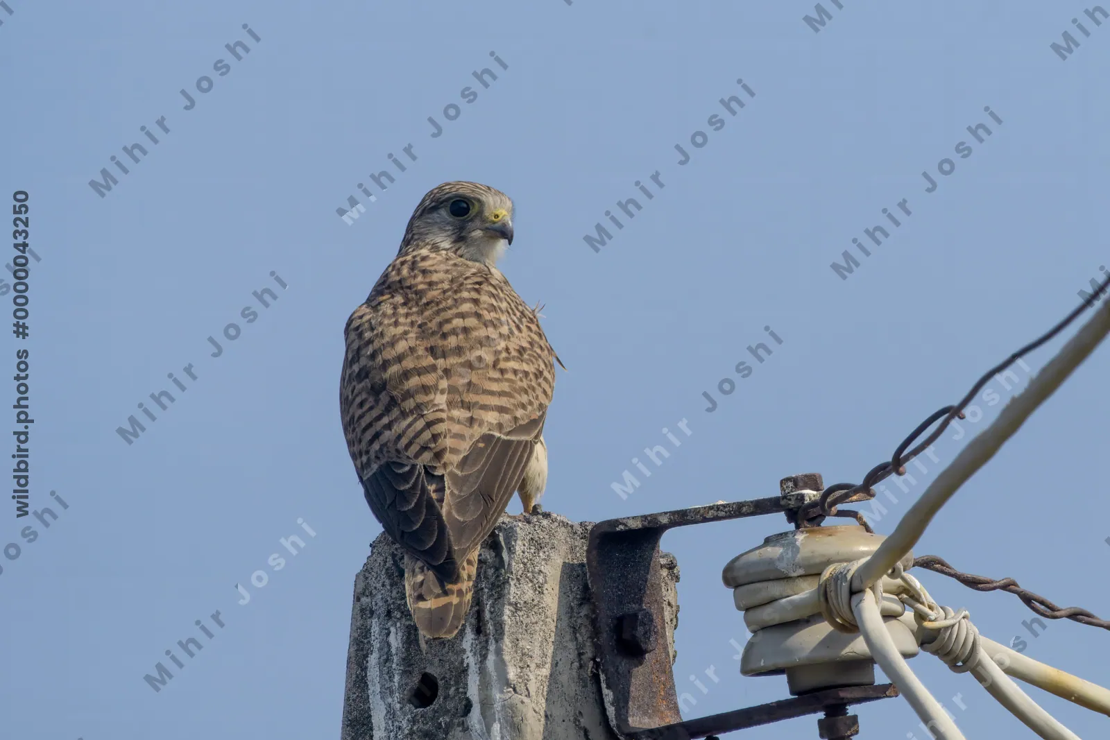 Eurasian Kestrel perched on a utility pole in Velavadar National Park India