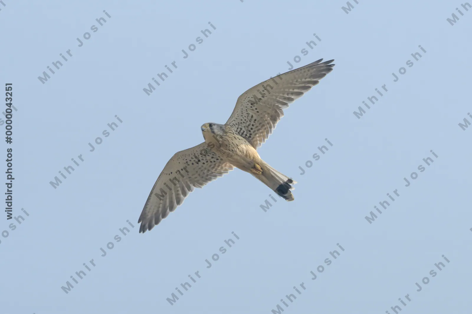 Eurasian Kestrel soaring in a clear sky at Velavadar National Park Gujarat India