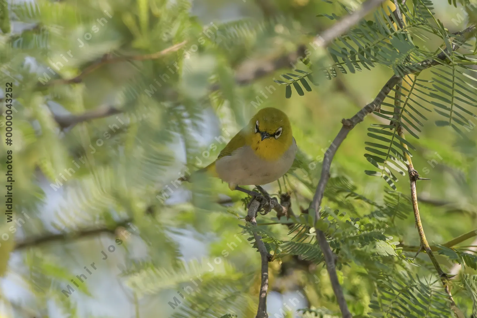Indian white-eye Zosterops palpebrosus in Velavadar National Park Gujarat