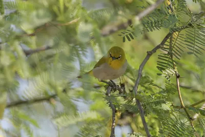 Indian white-eye Zosterops palpebrosus in Velavadar National Park Gujarat