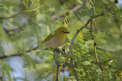 Indian White-eye Perched on a Branch in Velavadar National Park India