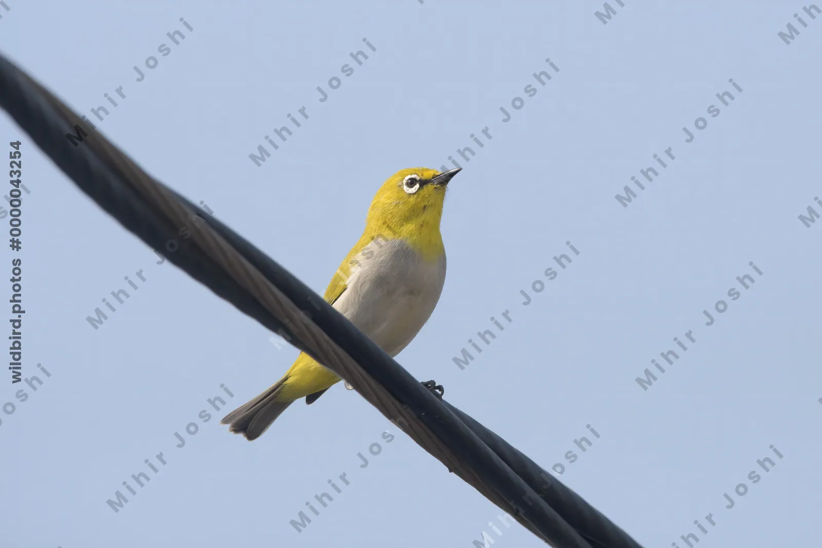 Indian White-eye Perched on a Wire in Velavadar National Park