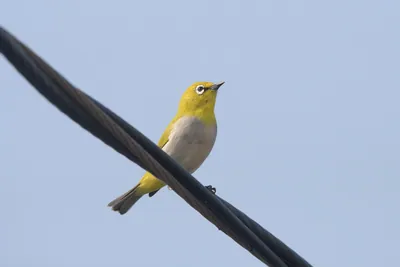 Indian White-eye Perched on a Wire in Velavadar National Park