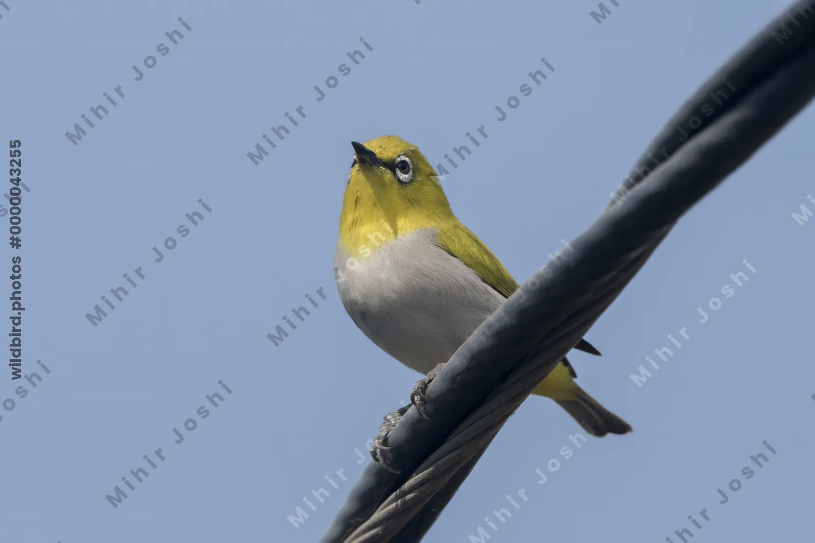 Indian White-eye Perched on Cable in Velavadar National Park India