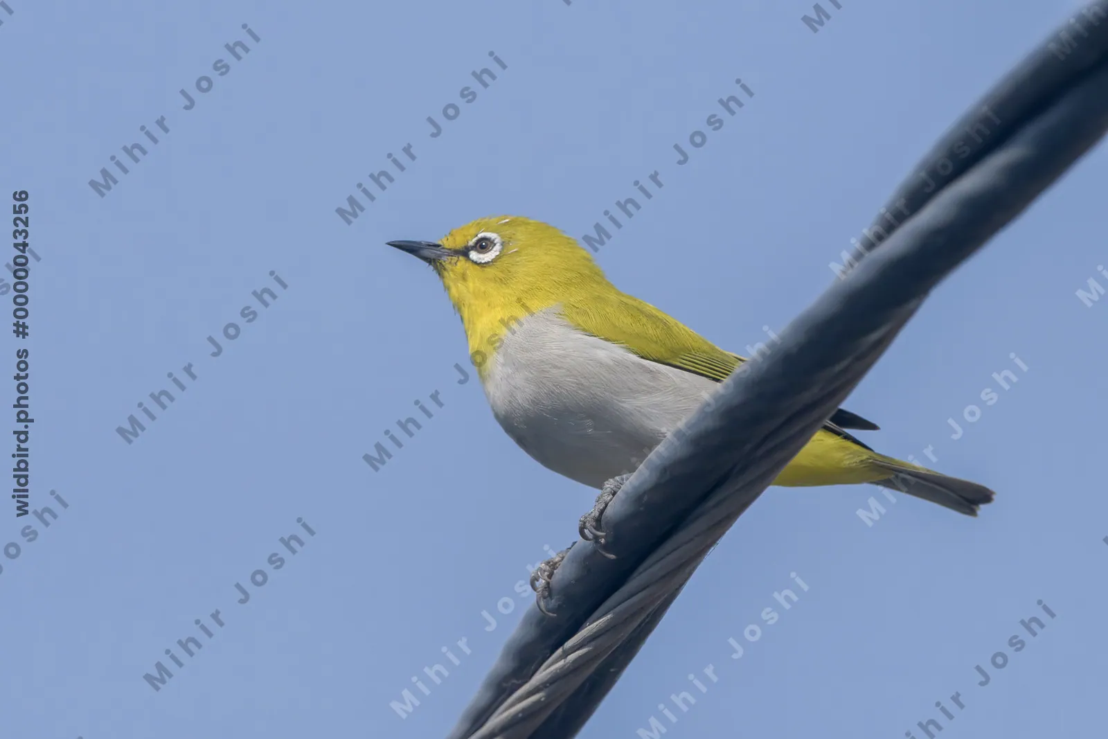 Indian white-eye perched on a utility cable in Velavadar National Park India