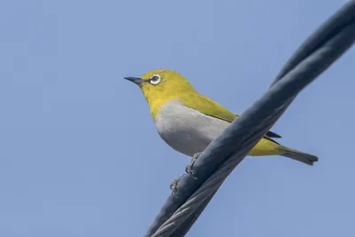 Indian white-eye perched on a utility cable in Velavadar National Park India