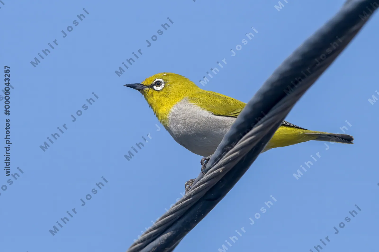 Indian White-eye Perched on a Cable in Velavadar National Park, Gujarat, India