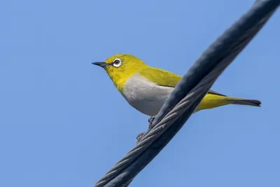 Indian White-eye Perched on a Cable in Velavadar National Park, Gujarat, India