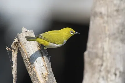 Indian white-eye bird perched on a branch in Velavadar National Park India