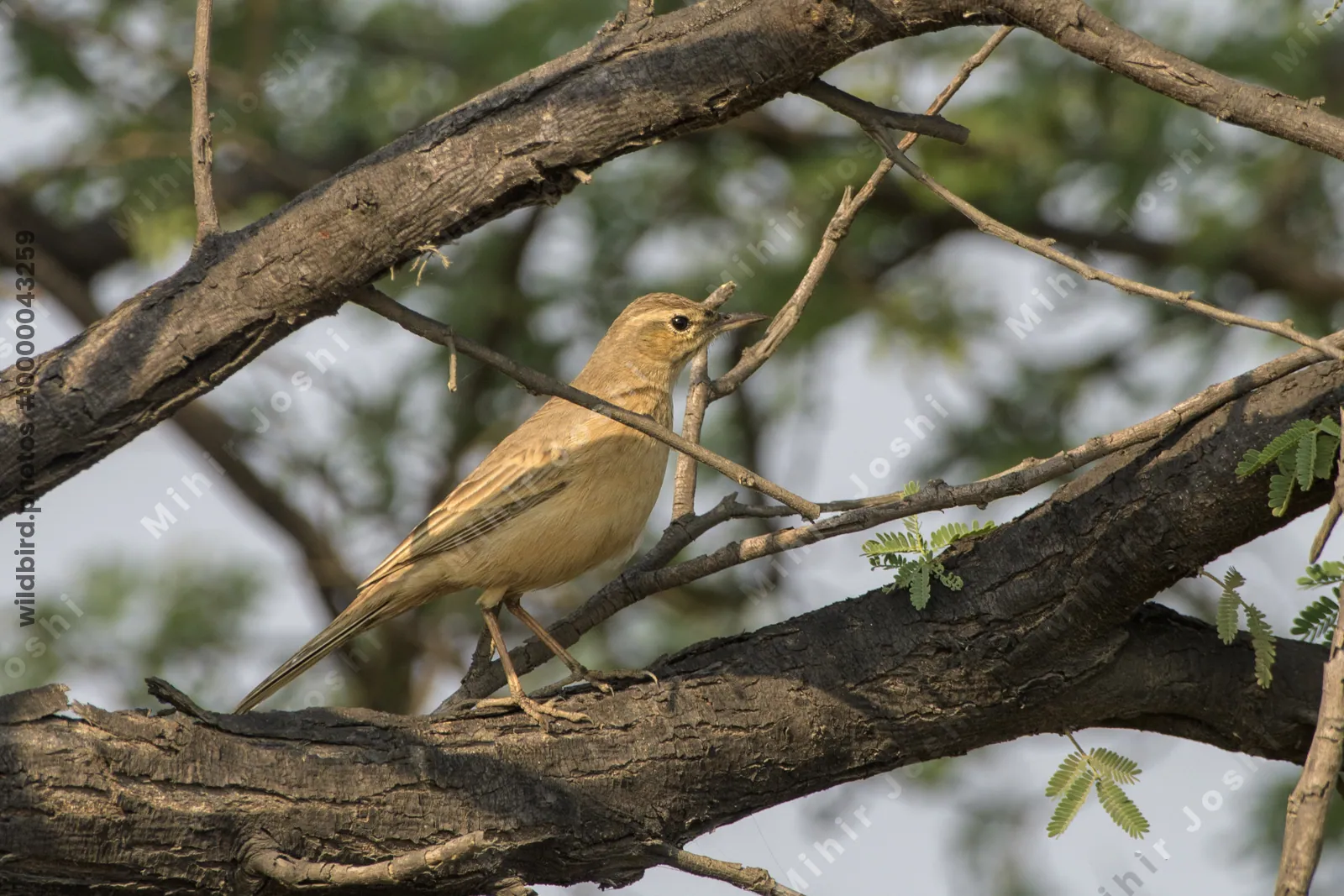 Long-billed Pipit perched on tree branch at Velavadar National Park in India