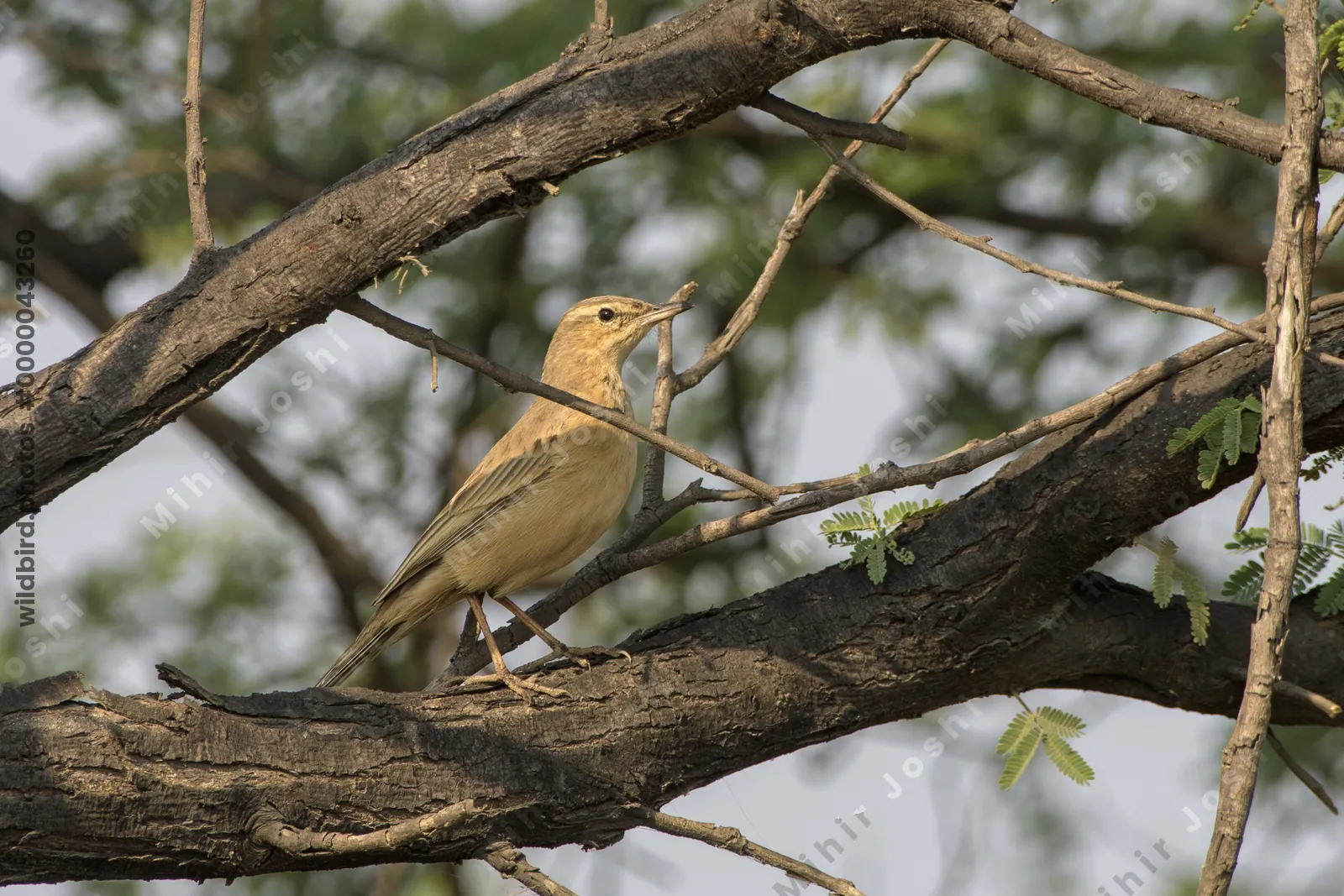 Long-billed pipit perched on tree branch in Velavadar National Park India
