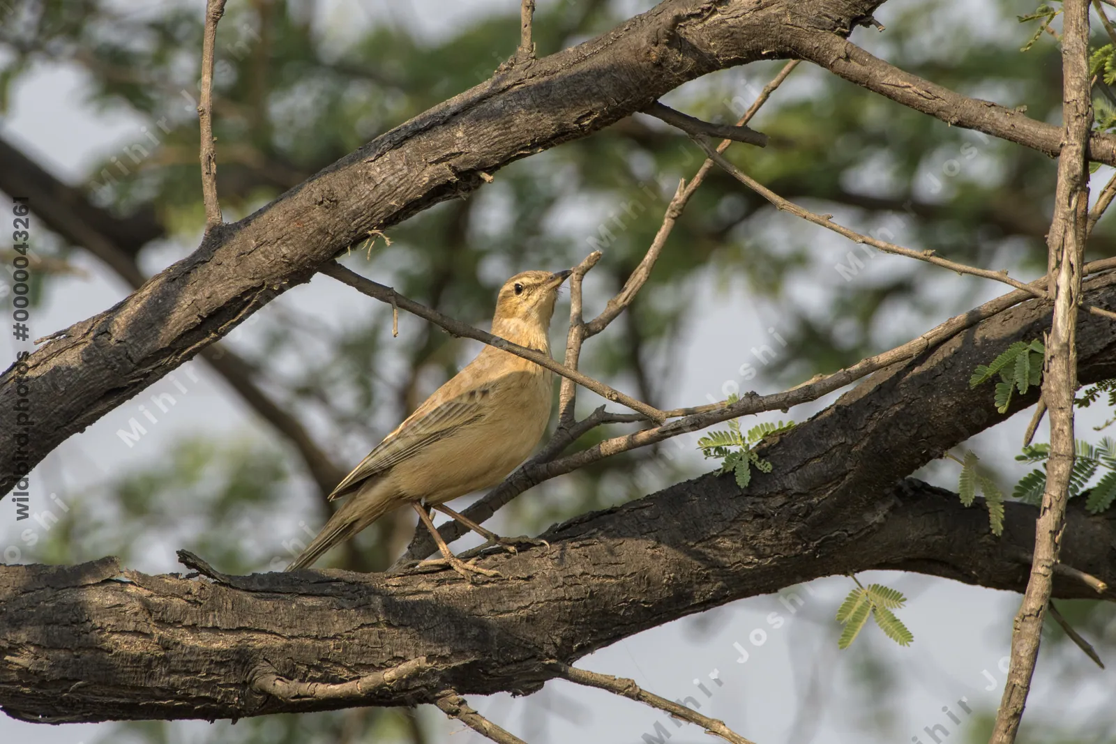 Long-billed Pipit perched on tree branch at Velavadar National Park in India