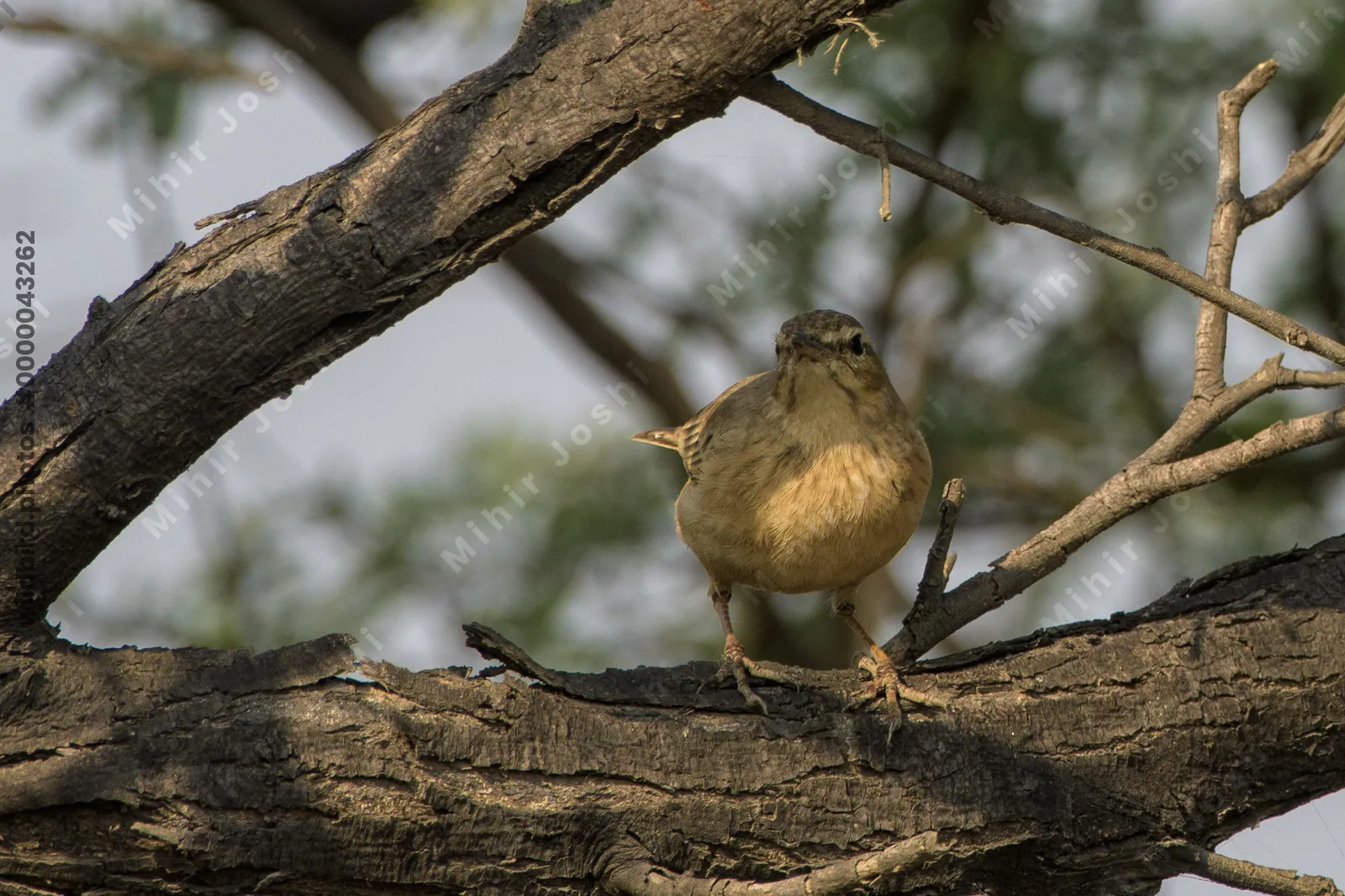 Long-billed pipit perched on a tree branch at Velavadar National Park