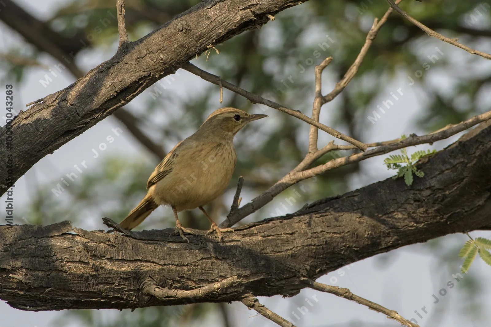 Long-billed Pipit perched on a tree branch in Velavadar National Park India