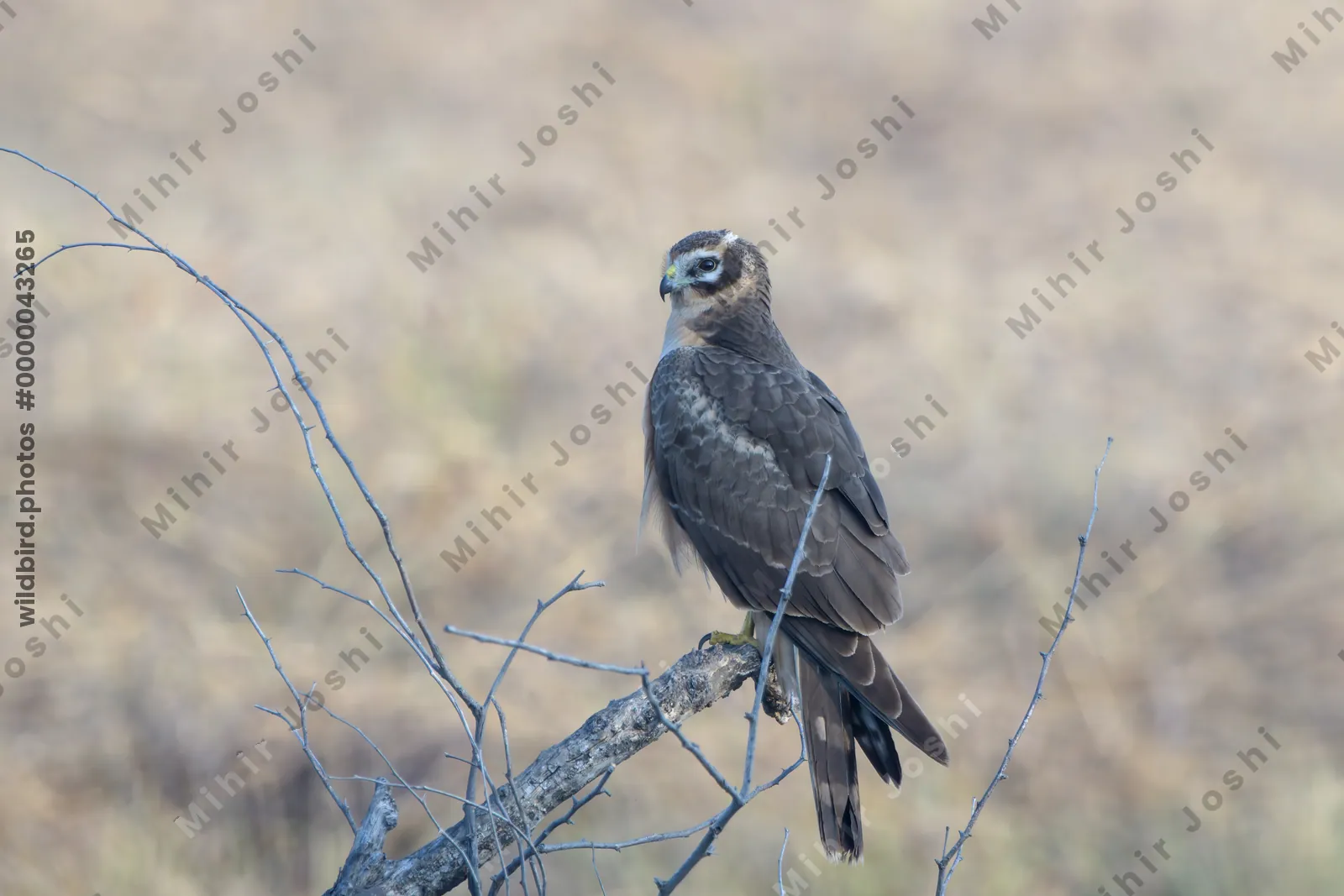 Pallid Harrier Perched on a Branch in Velavadar National Park, India