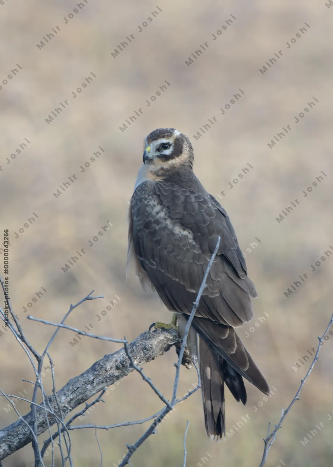 Pallid Harrier Perched on a Branch in Velavadar National Park, India