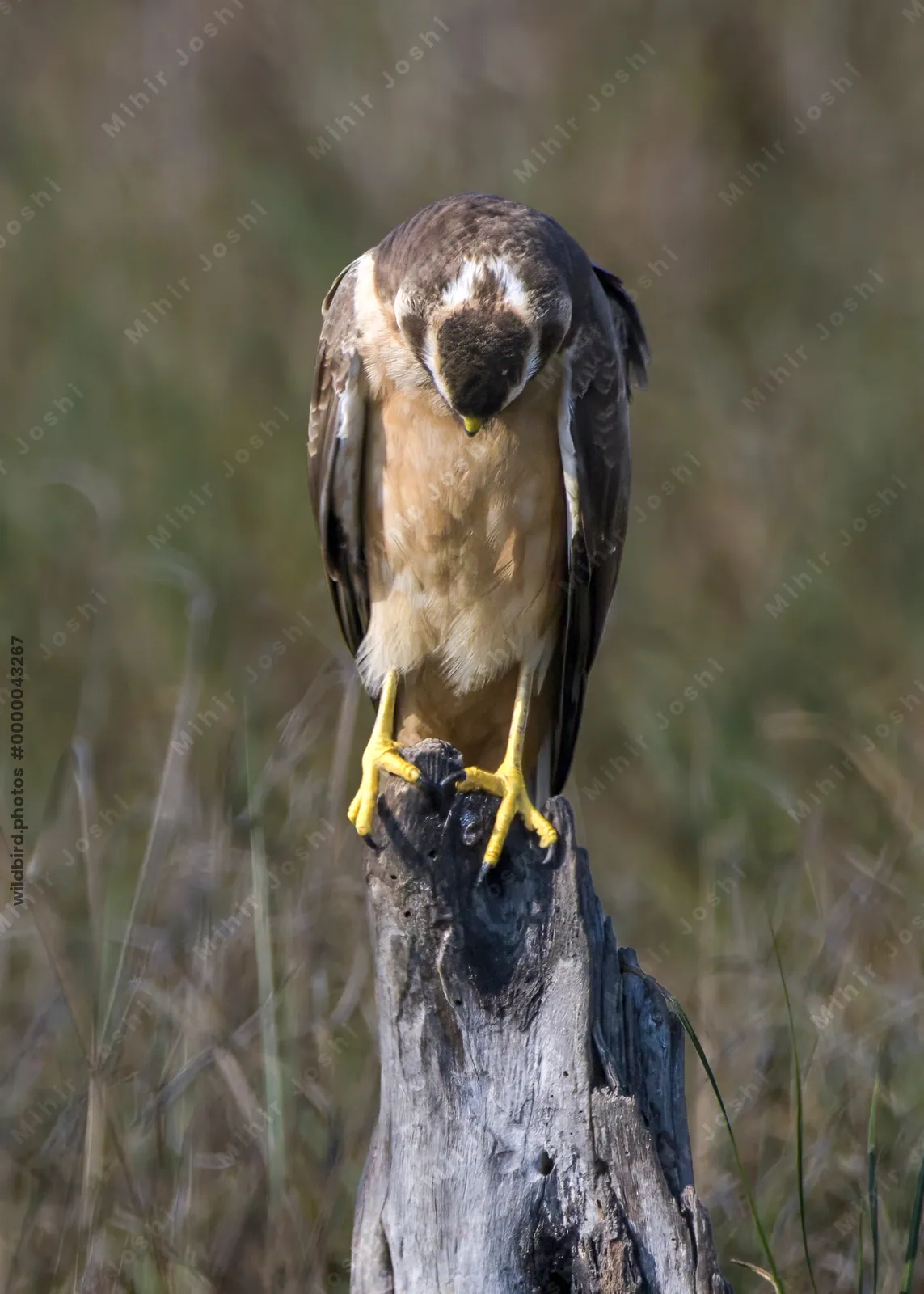 Pallid Harrier Bird of Prey Perched on a Stump in Velavadar India