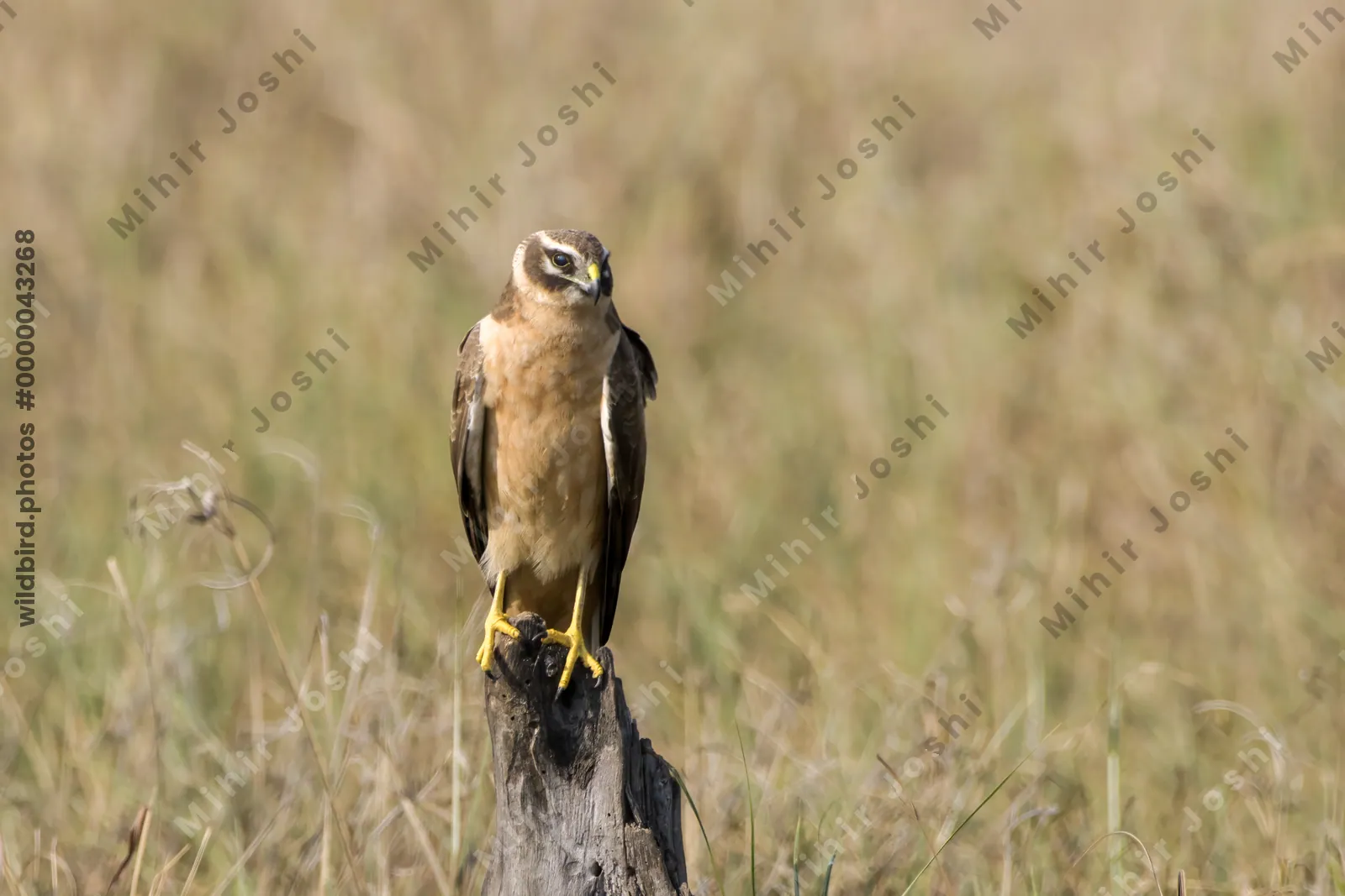 Pallid Harrier perched on a stump at Velavadar National Park in Gujarat India