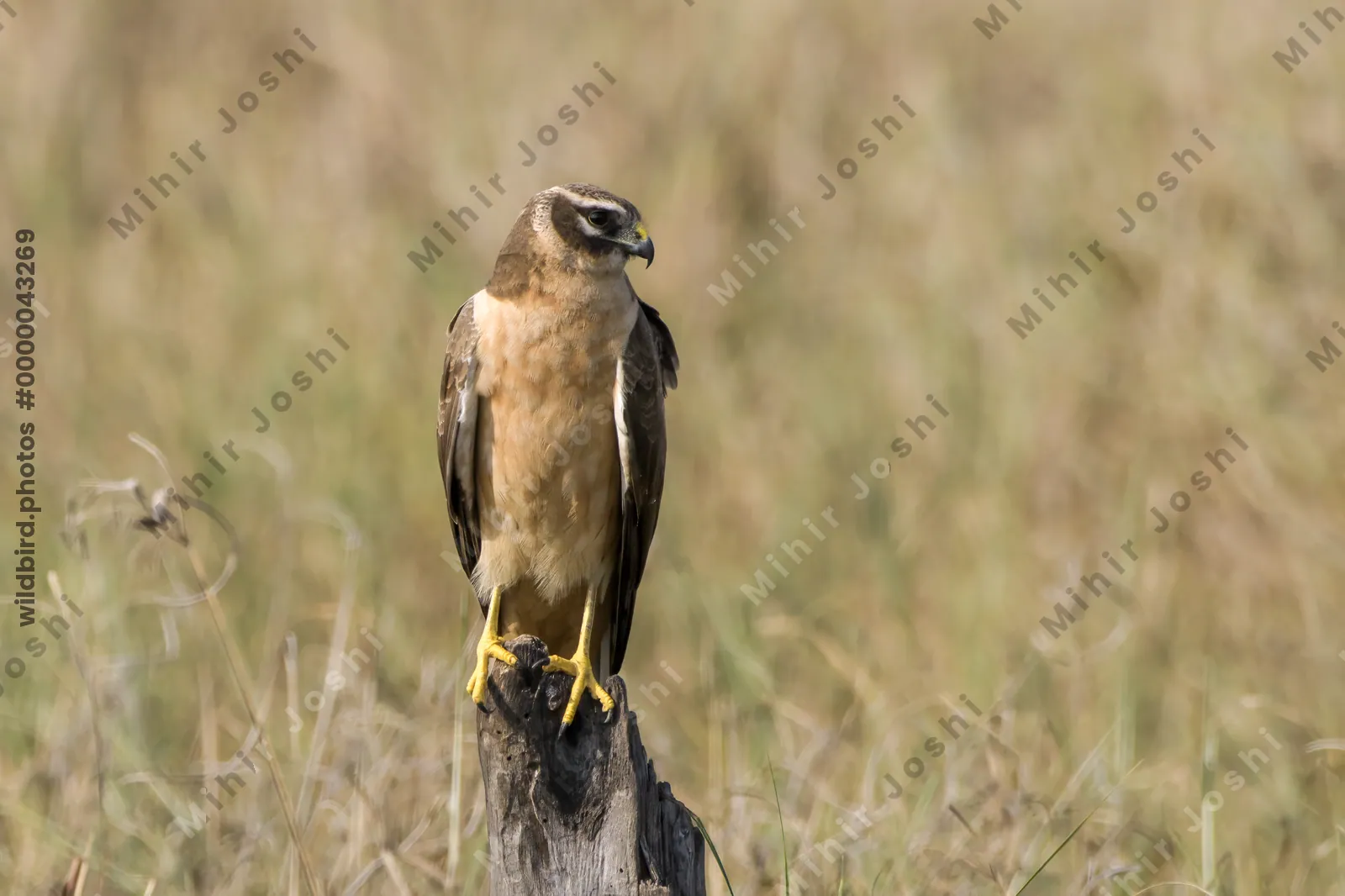 Pallid harrier Circus macrouros perched at Velavadar National Park Gujarat India