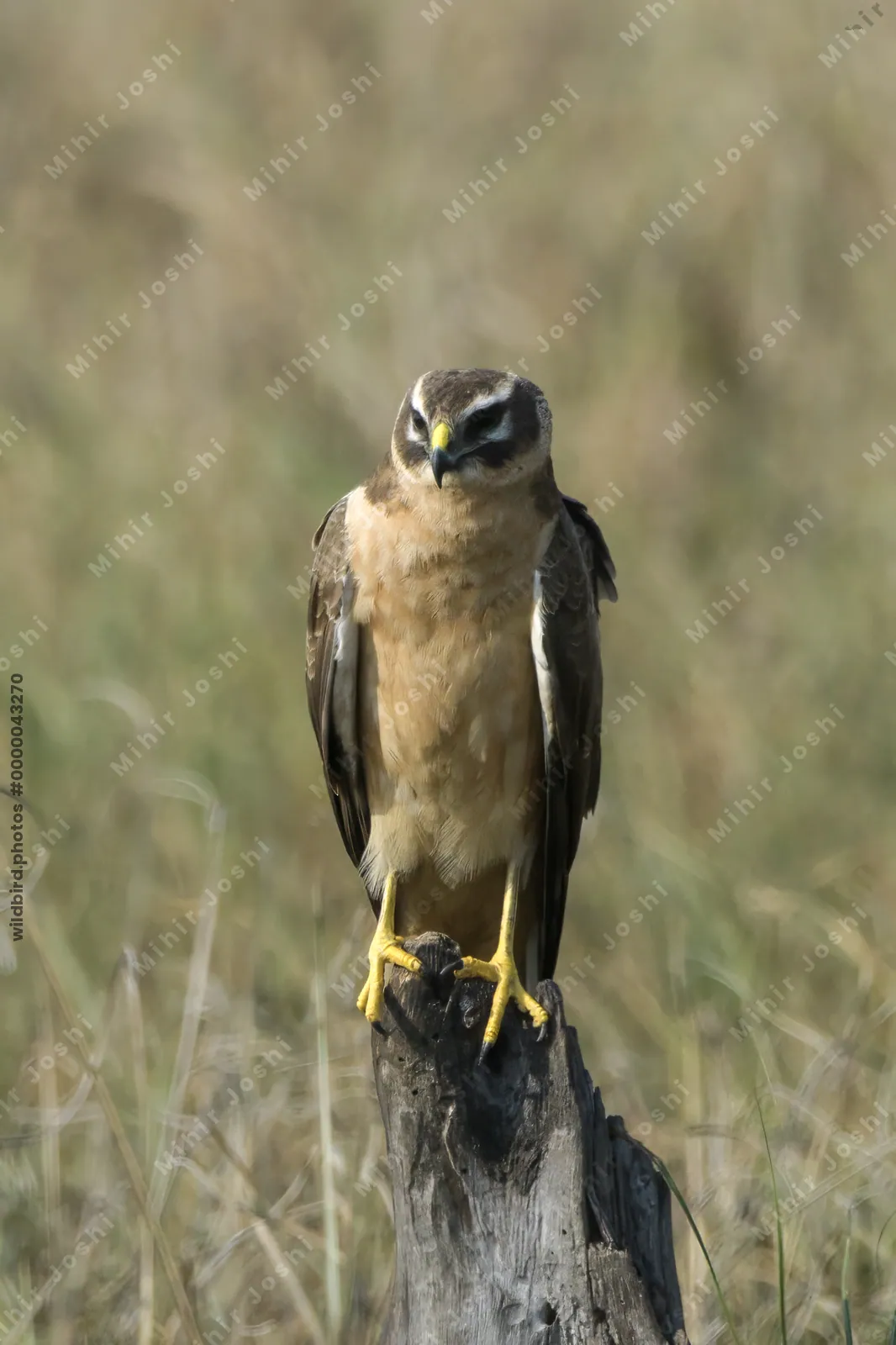 Pallid Harrier perched on a stump in Velavadar National Park India