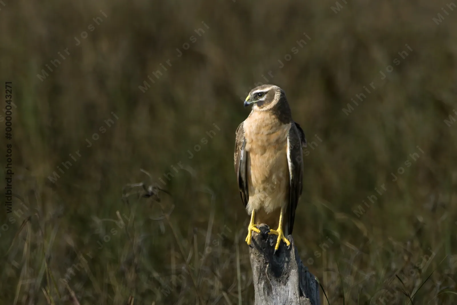 Pallid Harrier Perched on a Stump in Velavadar National Park Gujarat India