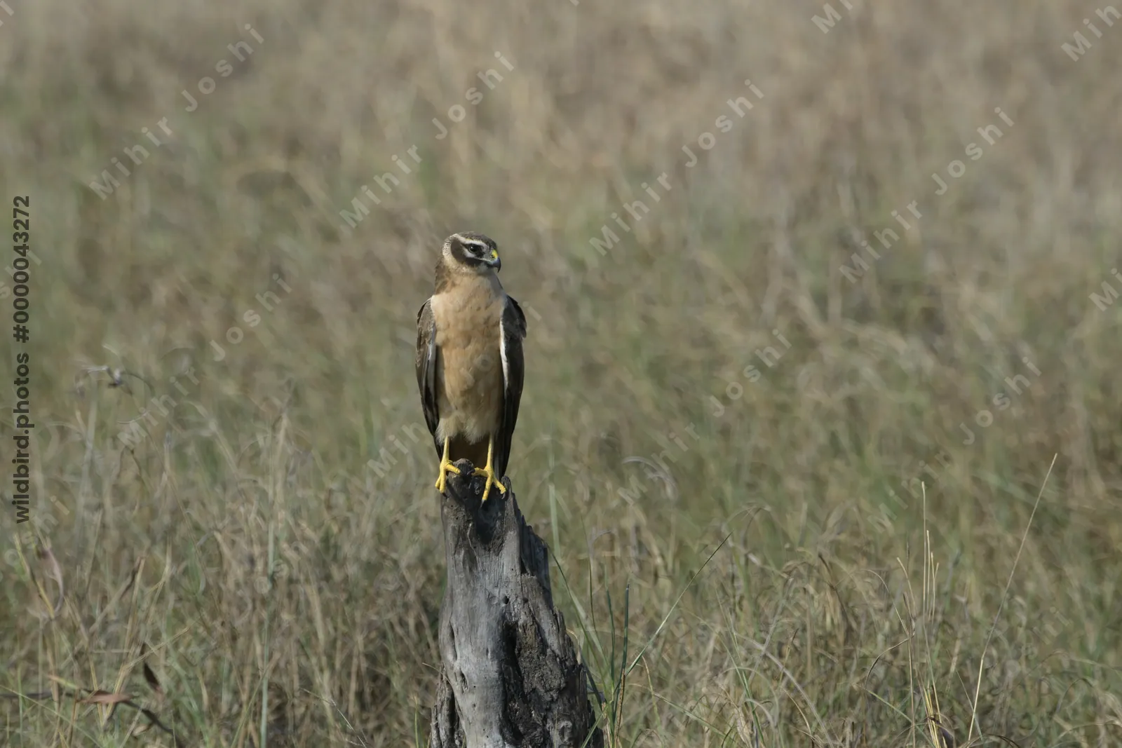 Pallid Harrier Bird of Prey Perched in Velavadar National Park India