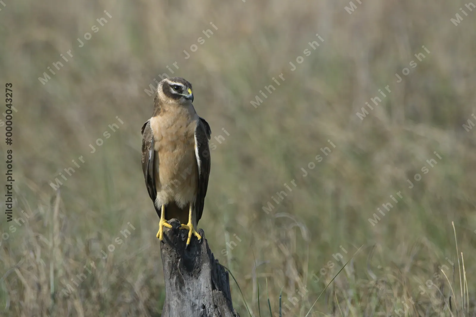Pallid Harrier perched on a stump in Velavadar National Park India
