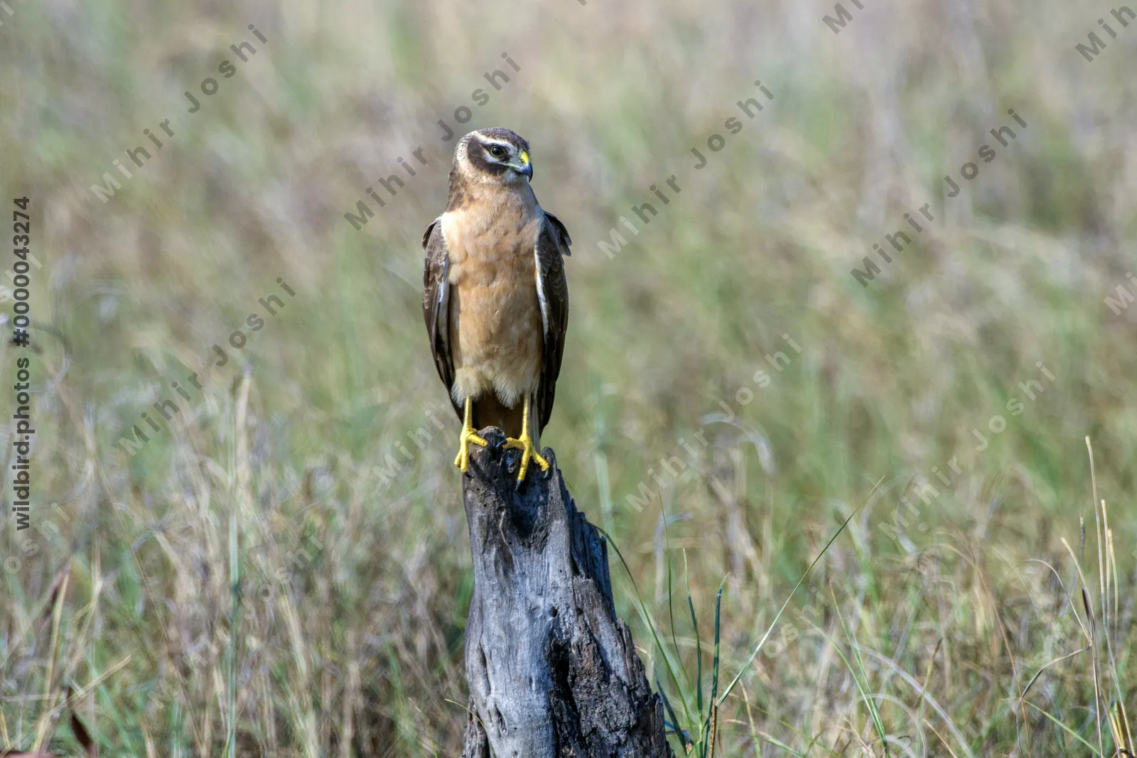 Pallid Harrier Perched on Post at Velavadar National Park in Gujarat, India