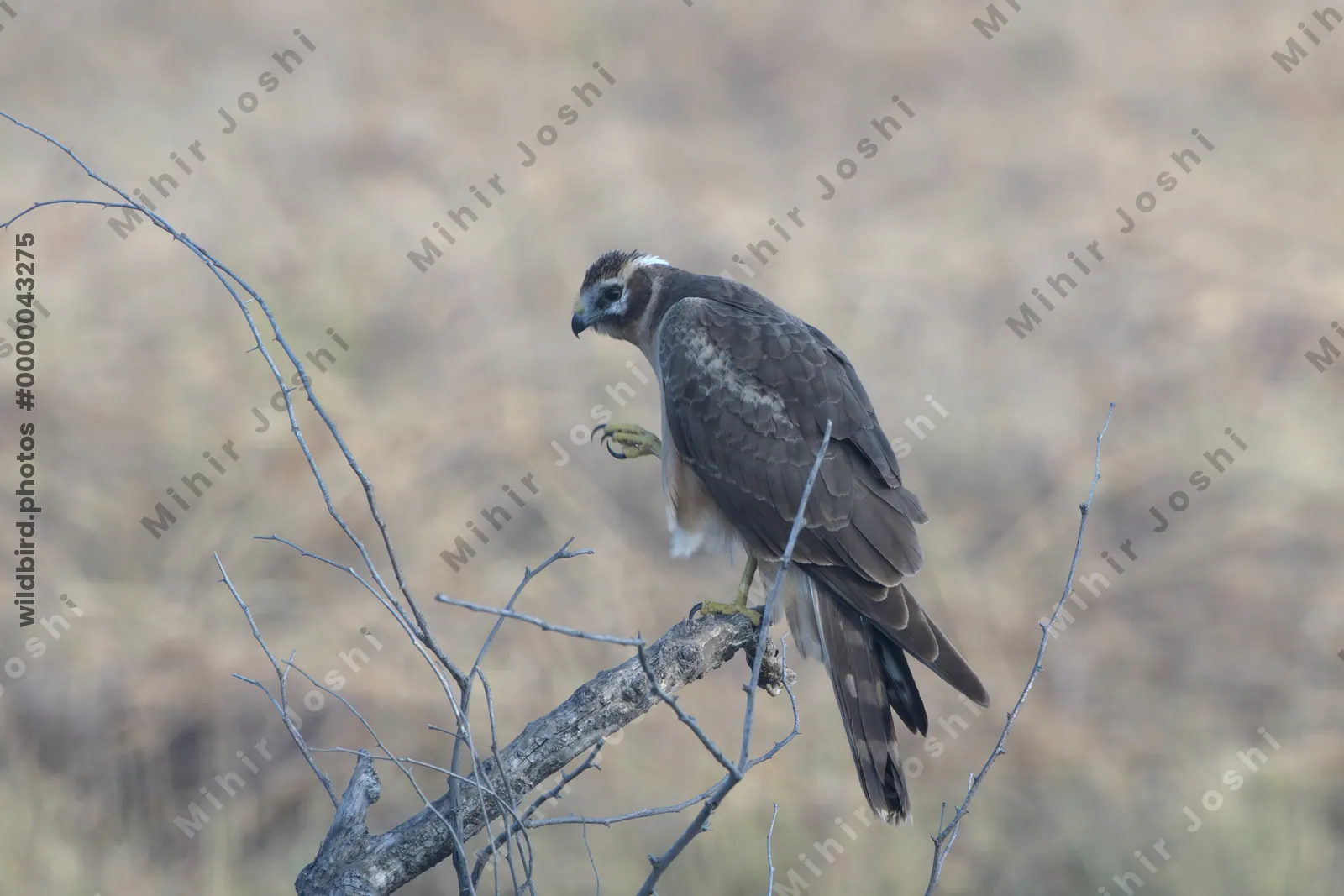 Pallid Harrier Perched on a Branch in Velavadar National Park India