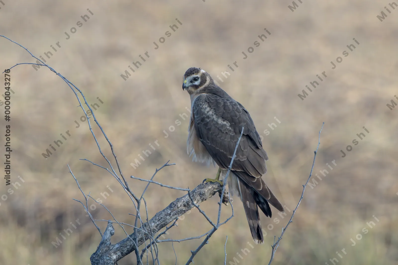 Pallid Harrier Perched on Branch in Velavadar National Park India