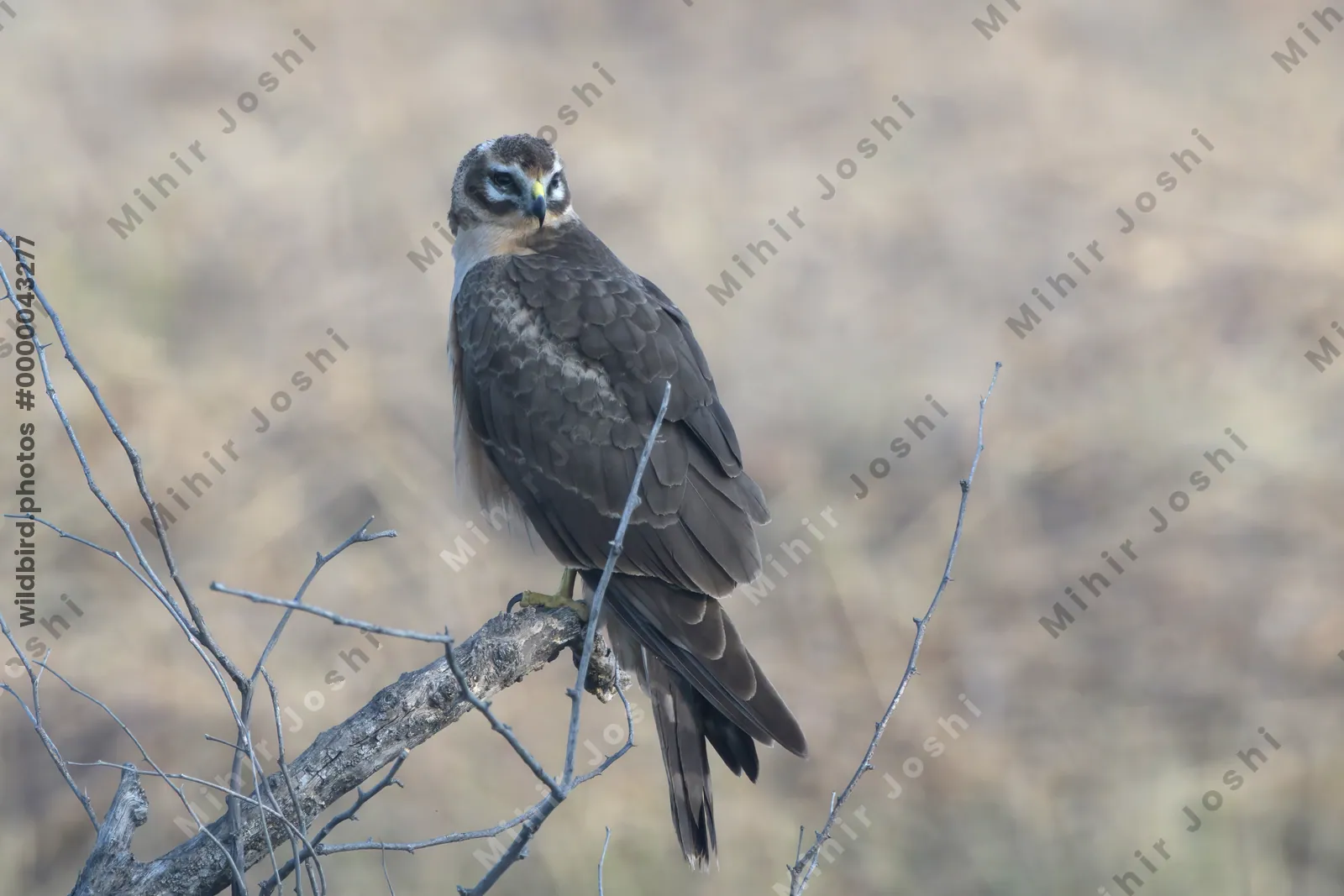 Pallid Harrier Perched on Branch in Velavadar National Park India
