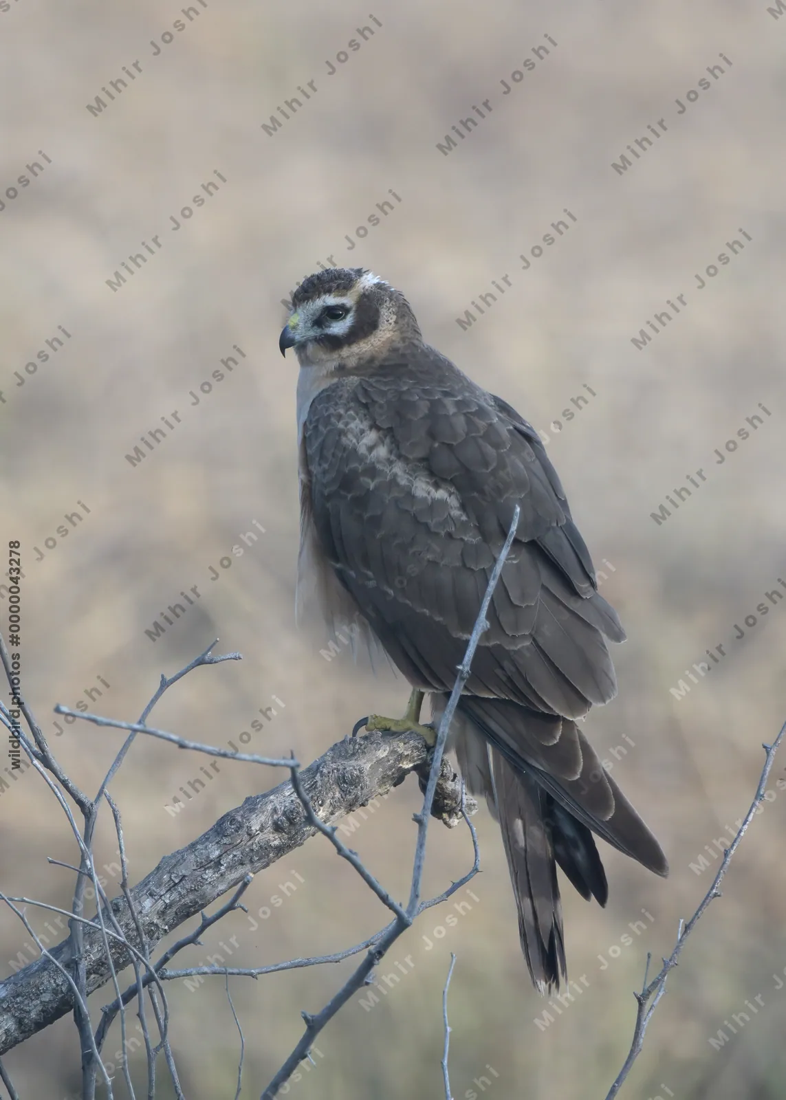 Pallid Harrier Perched on Branch in Velavadar National Park Gujarat India