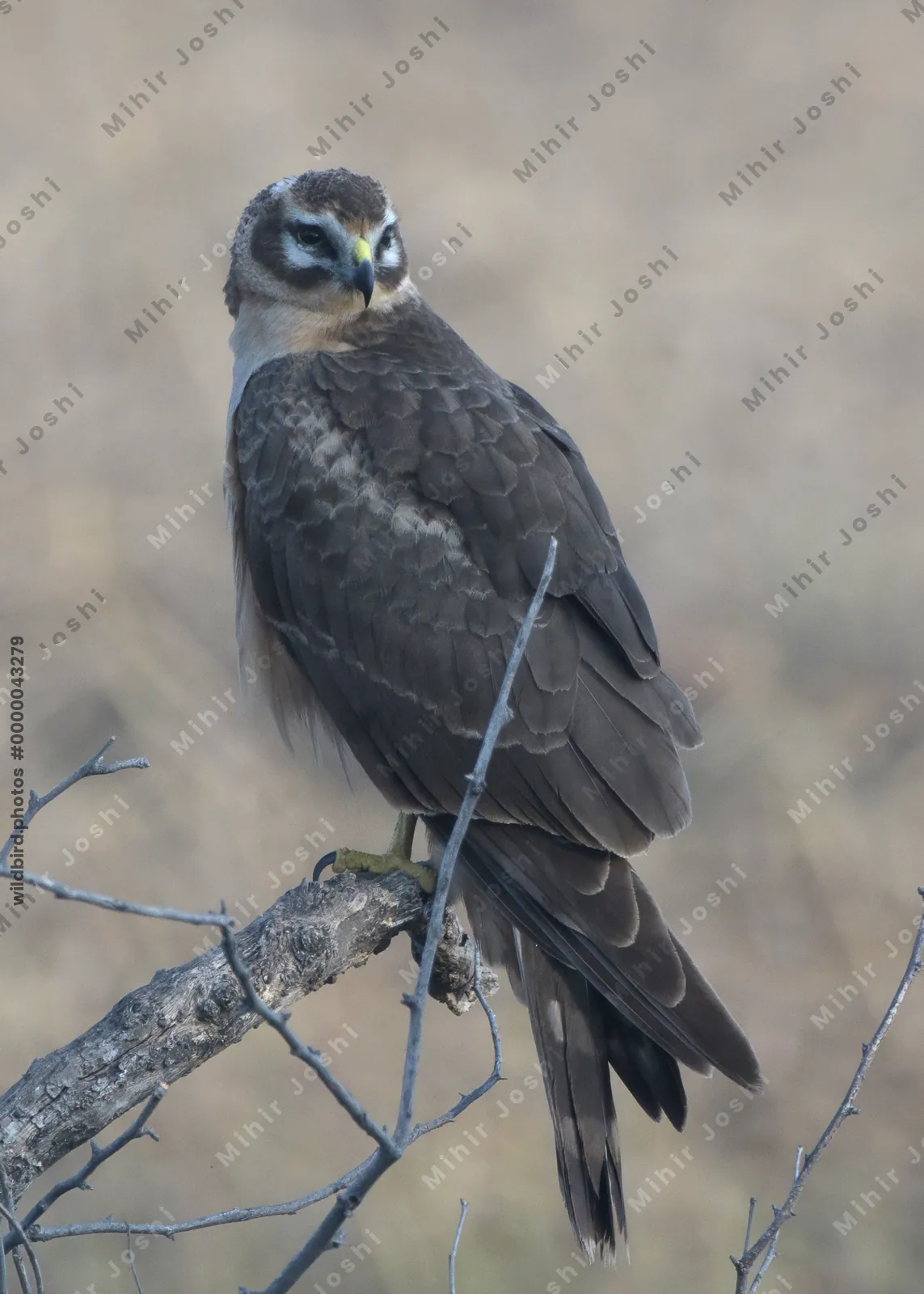 Pallid Harrier Perched on Branch in Velavadar National Park India