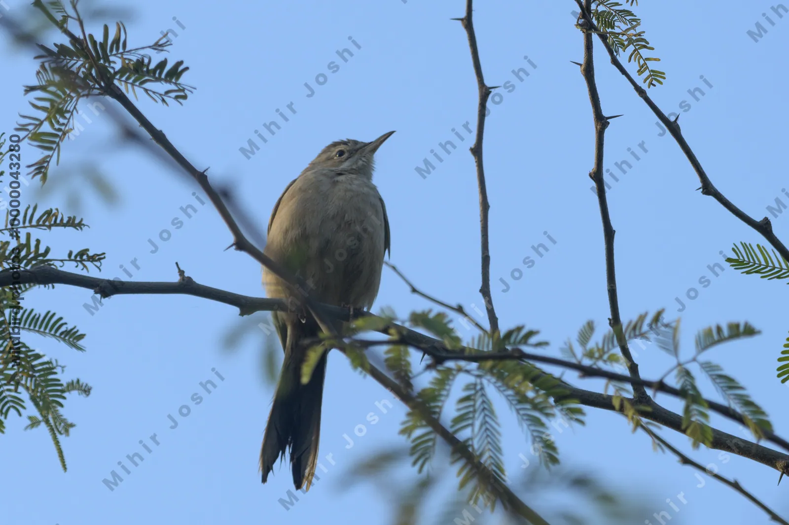 Plain Prinia Perched on a Thorny Branch in Velavadar National Park, India