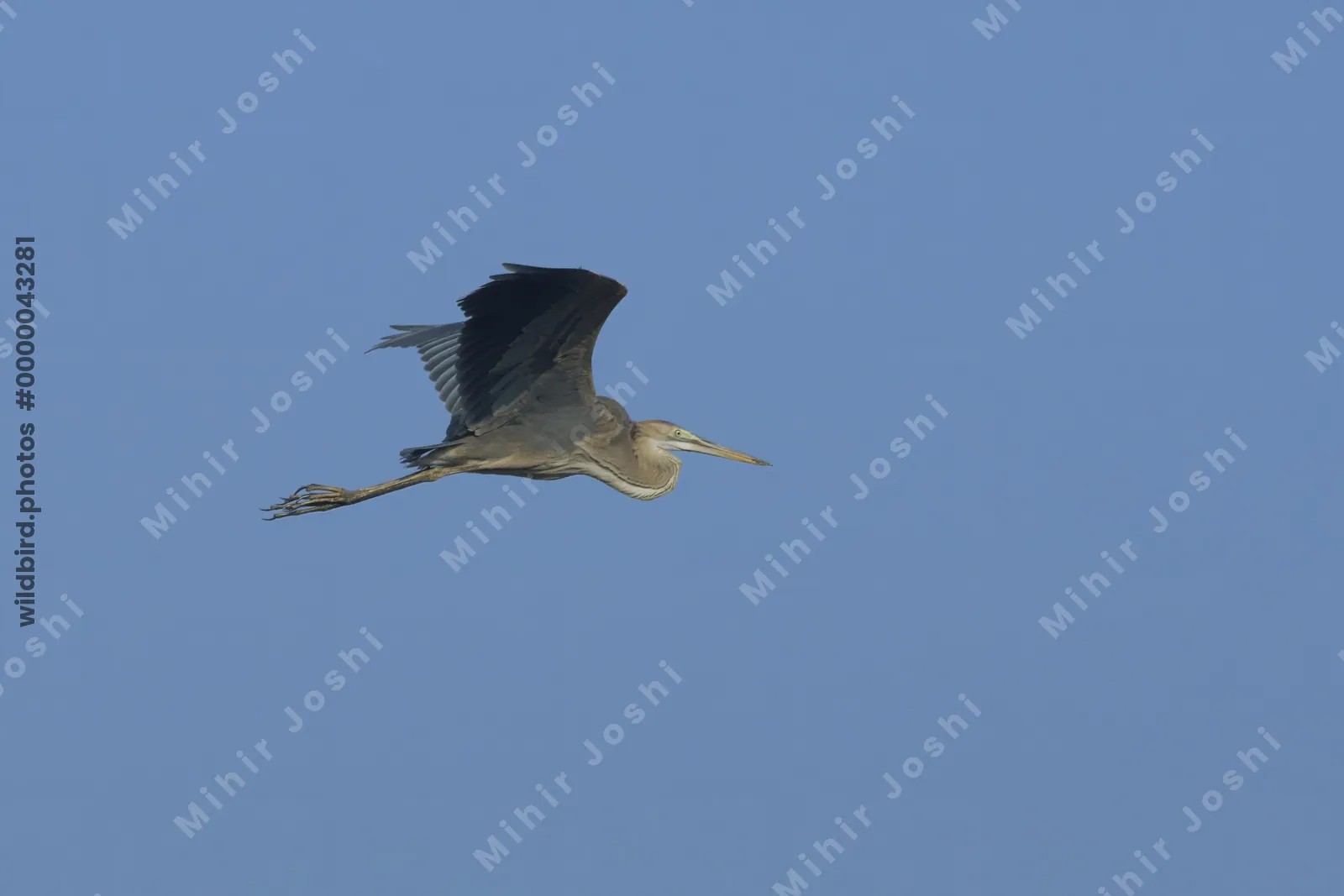 Purple Heron Flying Against Clear Blue Sky in Velavadar National Park India