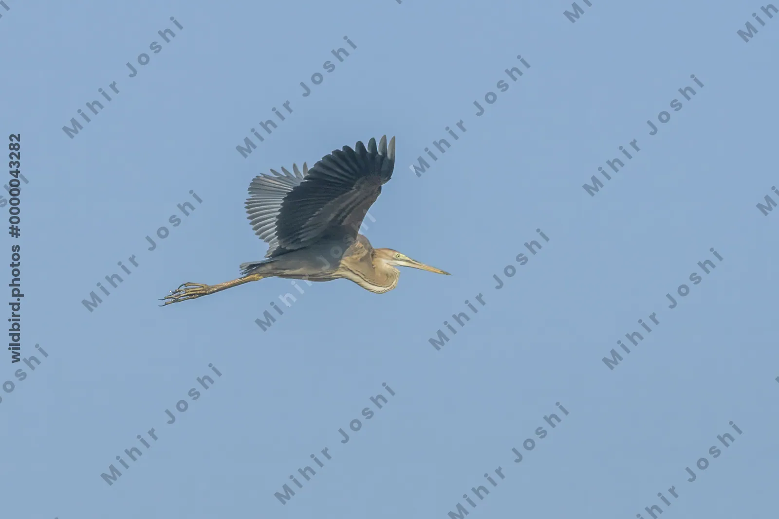Purple Heron Flying in Clear Blue Sky at Velavadar