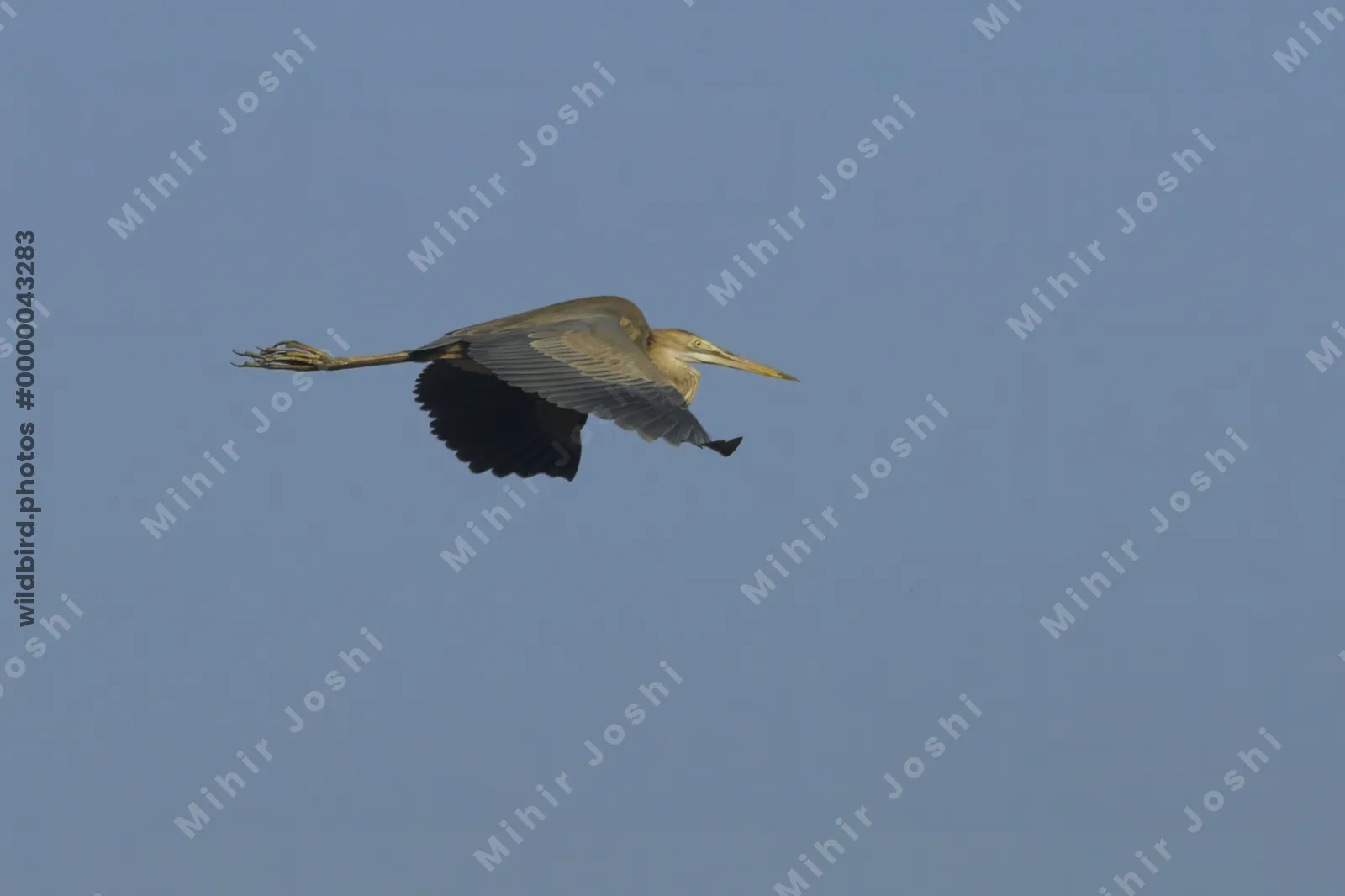 Purple Heron Flying Against Clear Sky in Velavadar National Park India