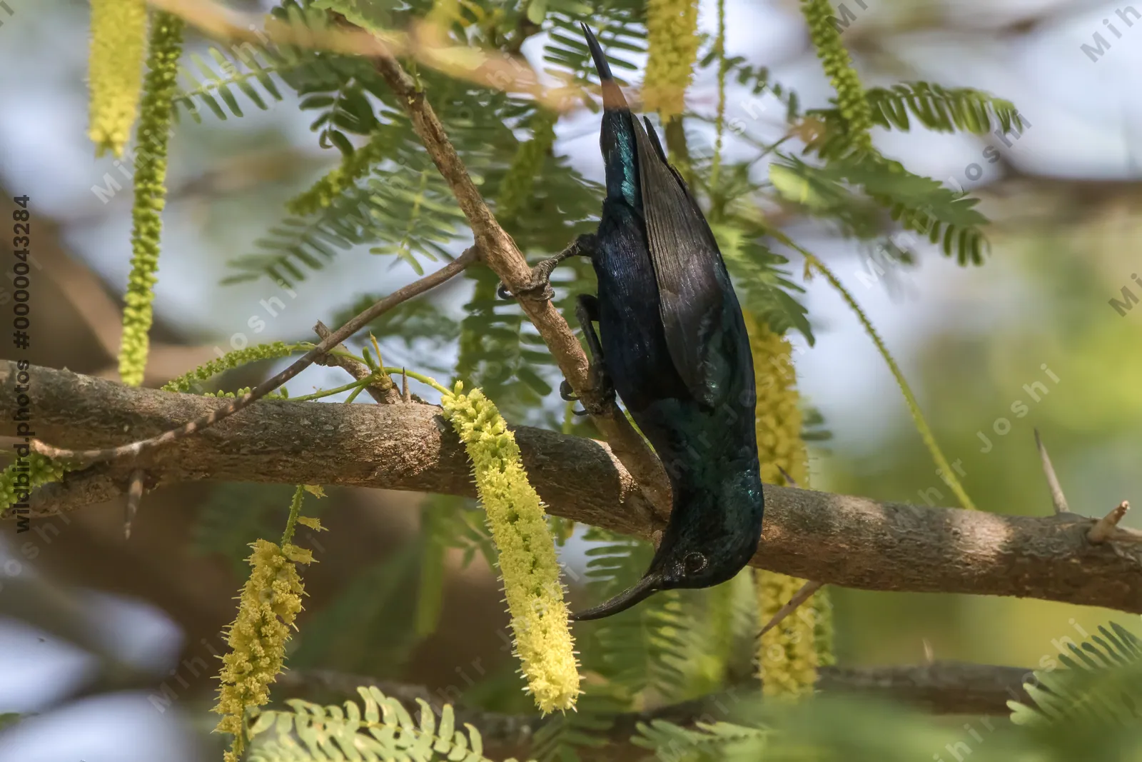 Male Purple Sunbird feeding on yellow flowers in Velavadar National Park